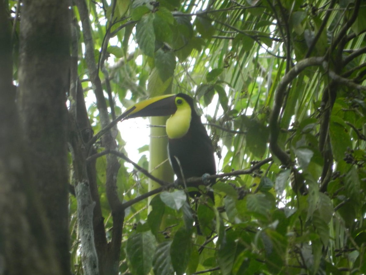 Yellow-throated Toucan - MARENA AVES