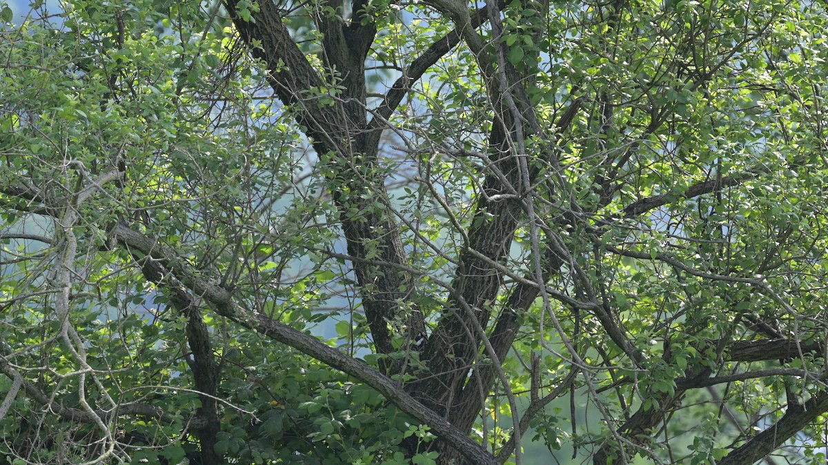 Great Spotted Woodpecker - ML618897060