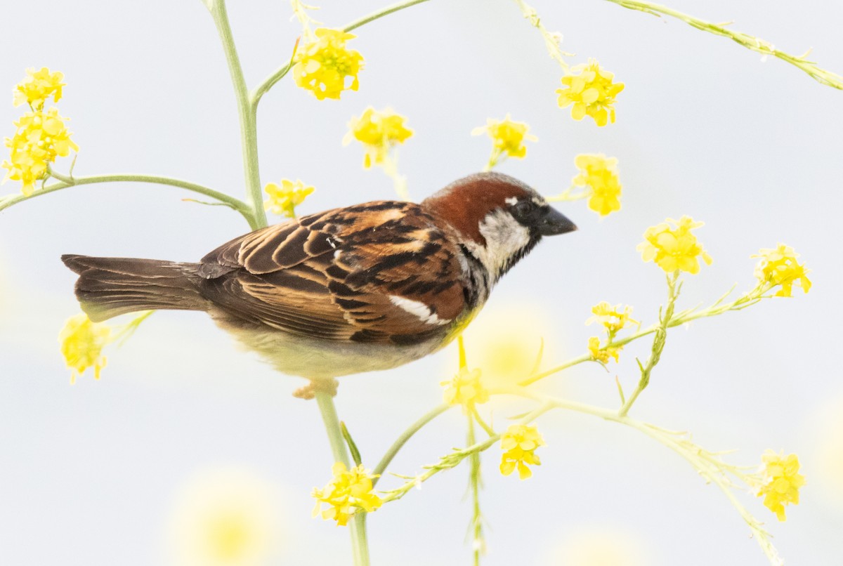 House Sparrow - Timothy Aarons