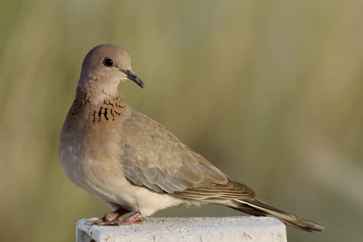 Laughing Dove - ML618897080