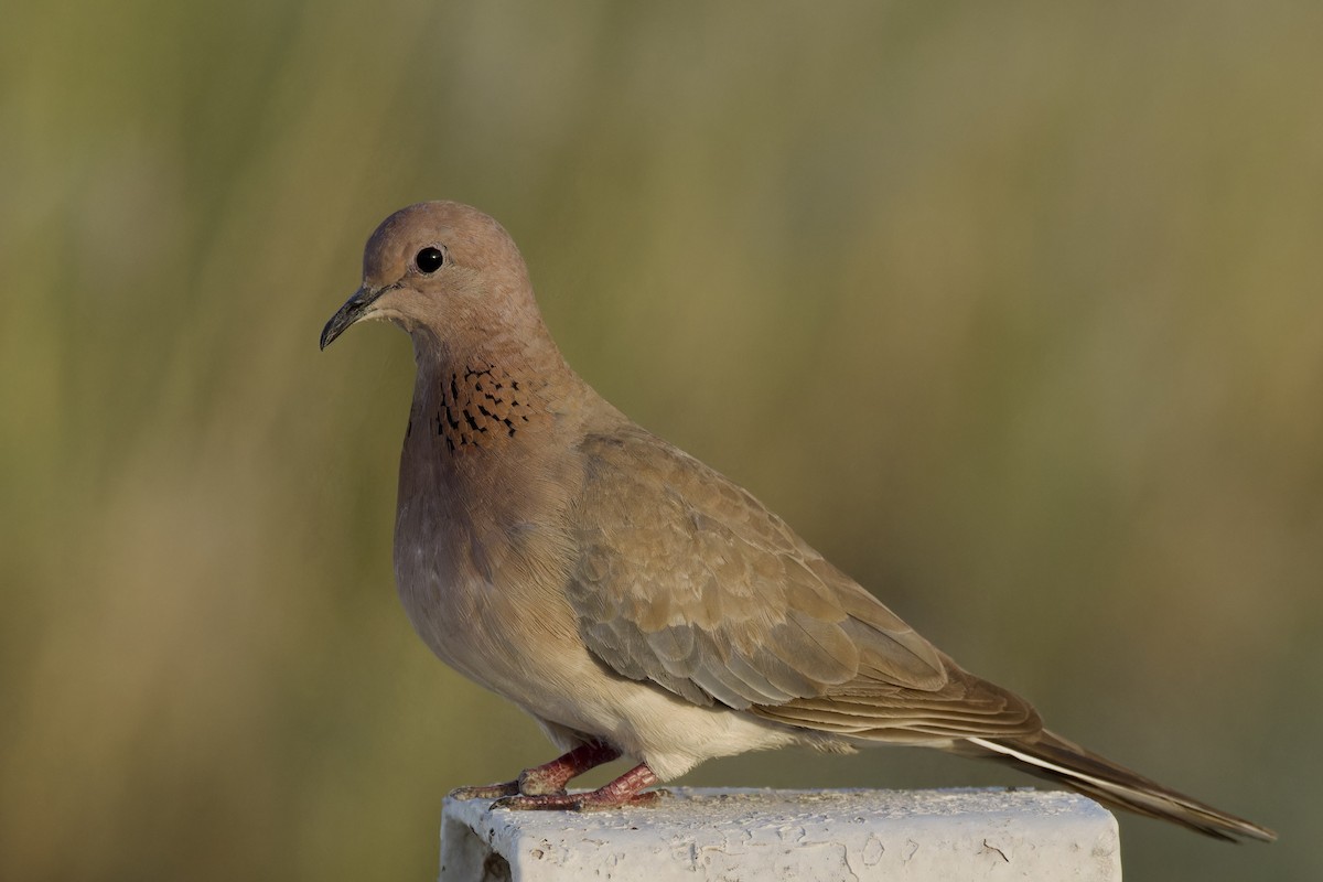 Laughing Dove - ML618897081