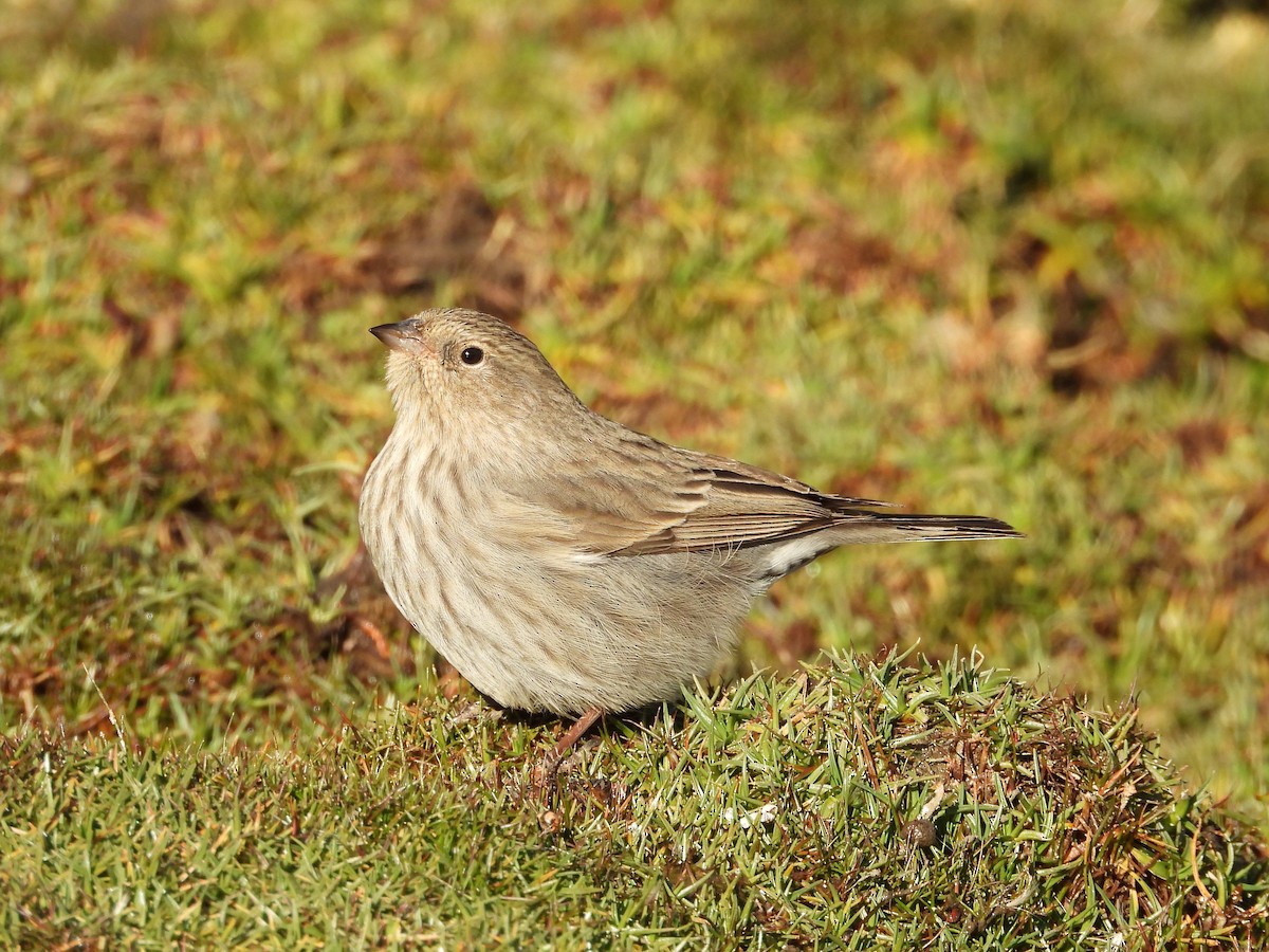 Band-tailed Sierra Finch - ML618897082
