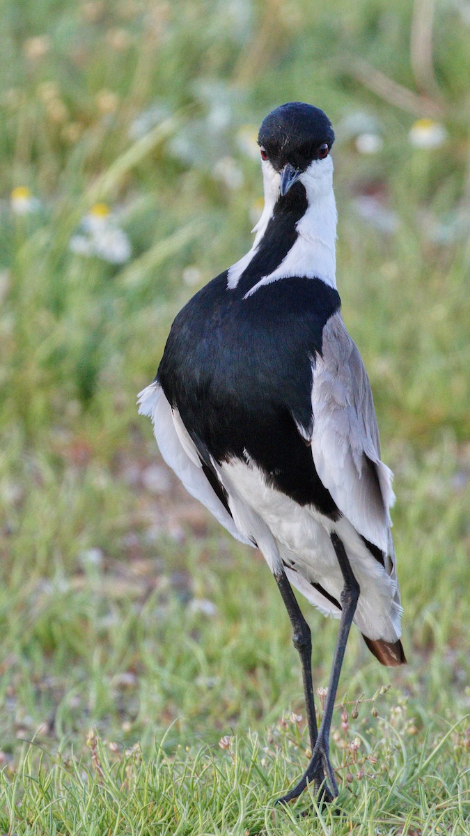 Spur-winged Lapwing - ML618897090
