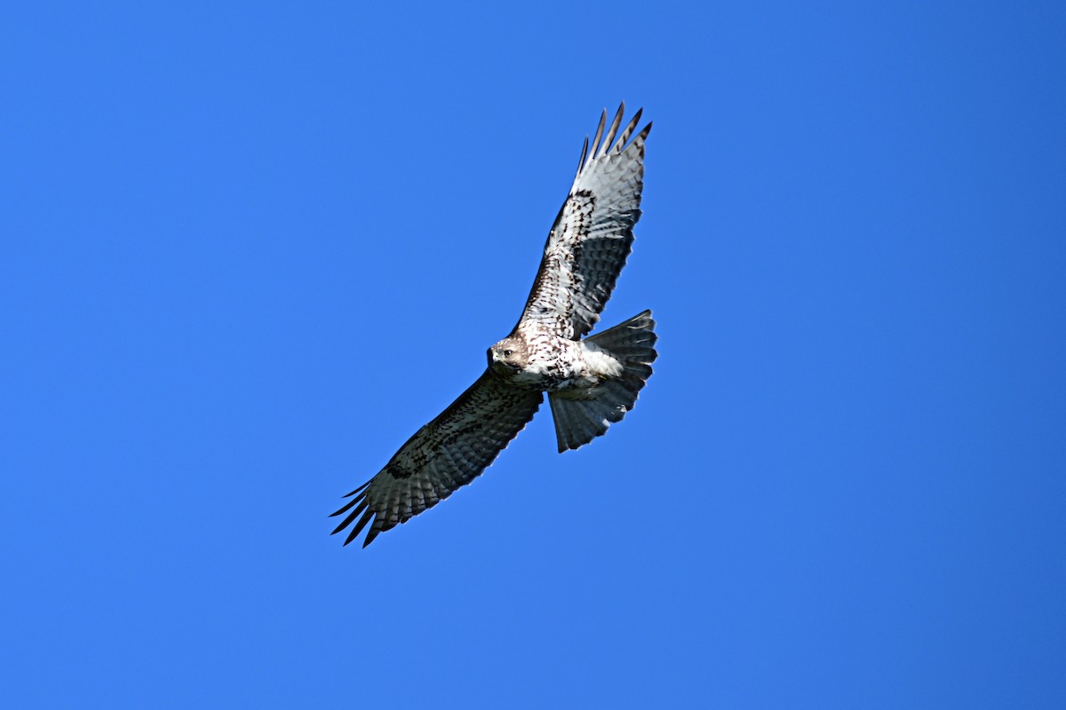 Red-tailed Hawk - ML618897091