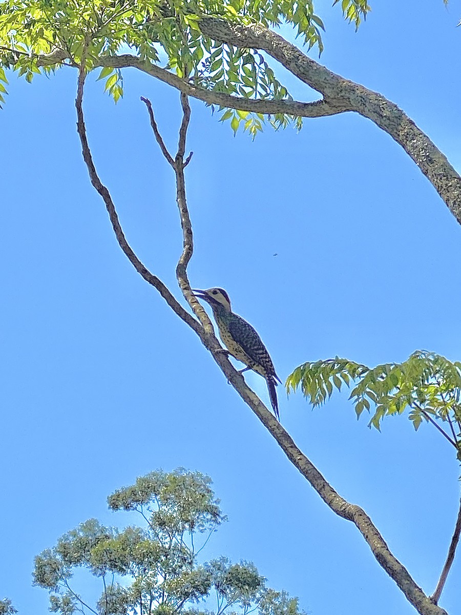 Green-barred Woodpecker - ML618897113