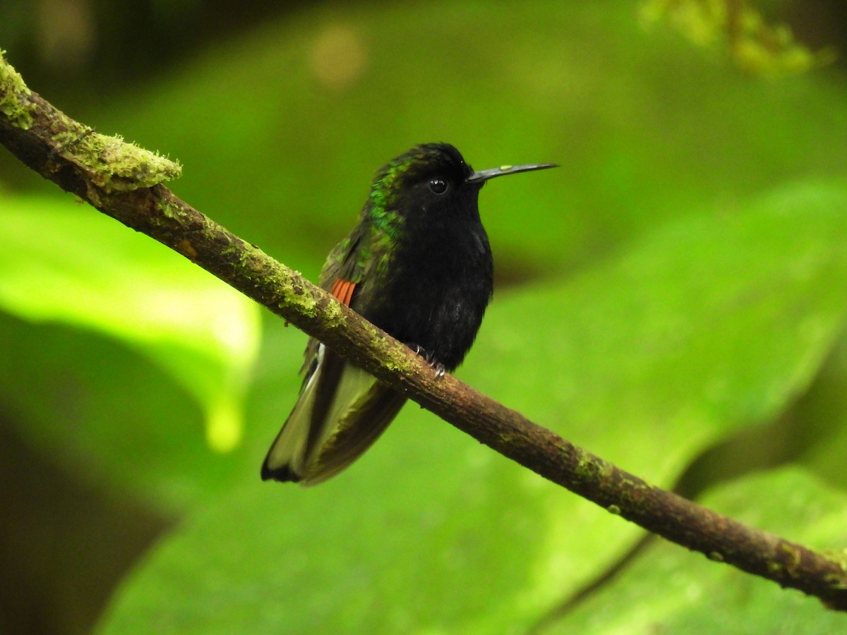 Black-bellied Hummingbird - ML618897123