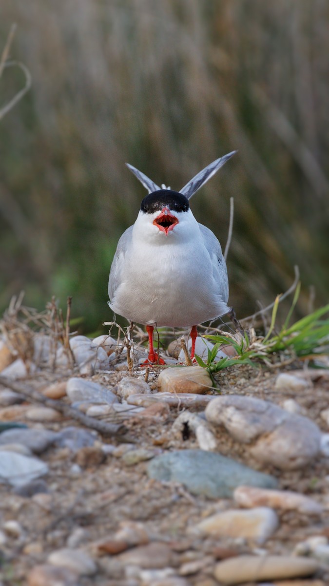 Common Tern - ML618897149