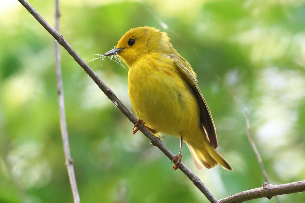 Yellow Warbler - Keith Pflieger