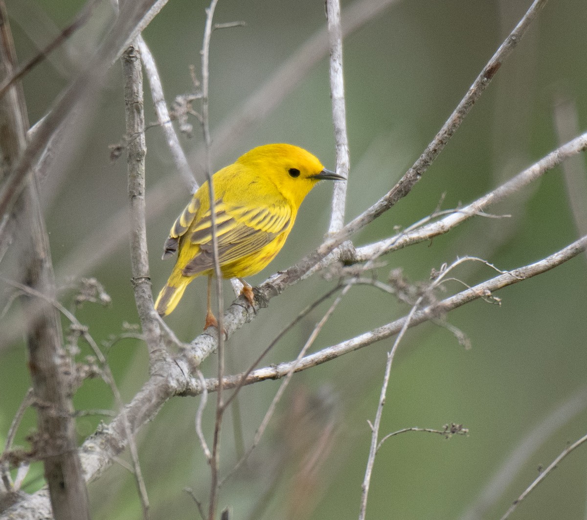 Yellow Warbler - Dennis Utterback