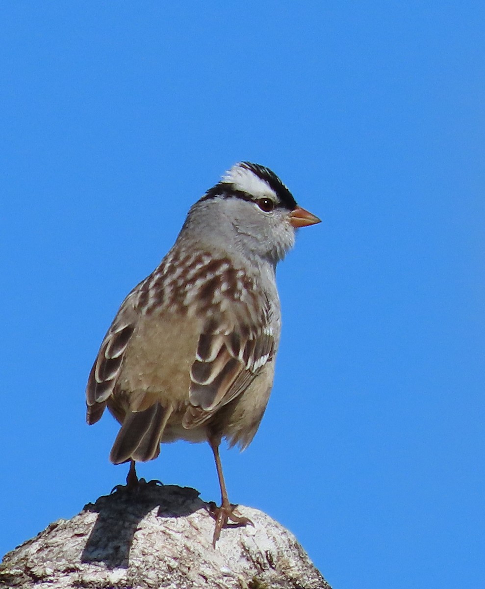 White-crowned Sparrow - ML618897187