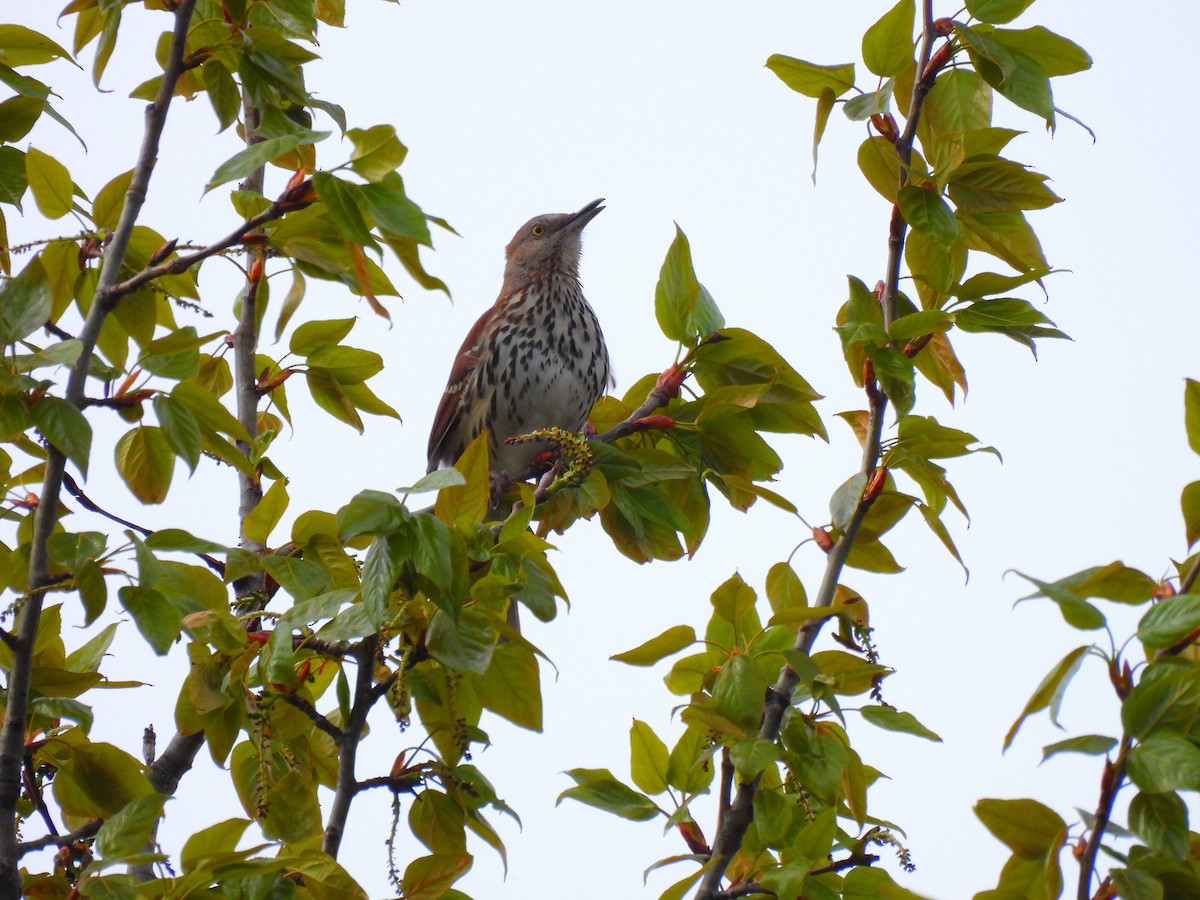 Brown Thrasher - Dany Caouette