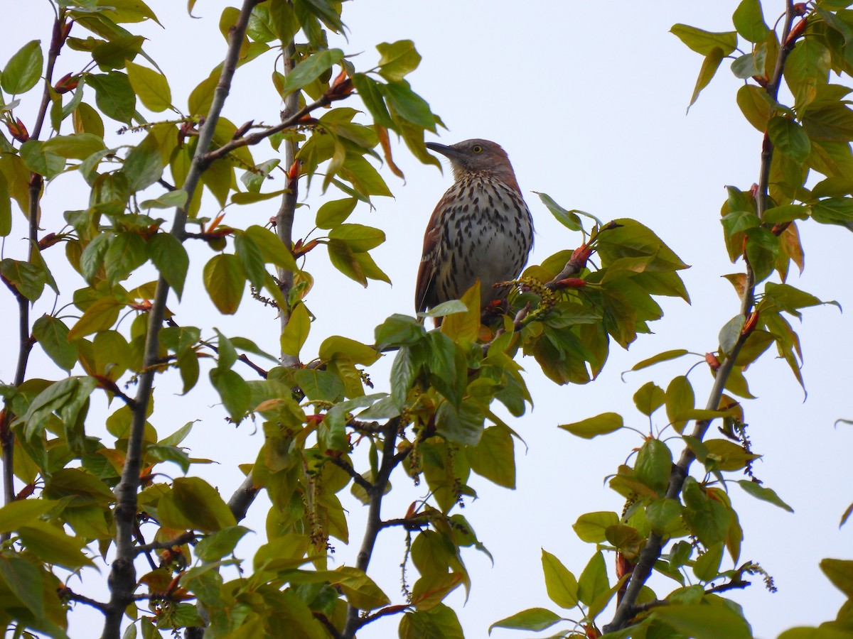Brown Thrasher - Dany Caouette