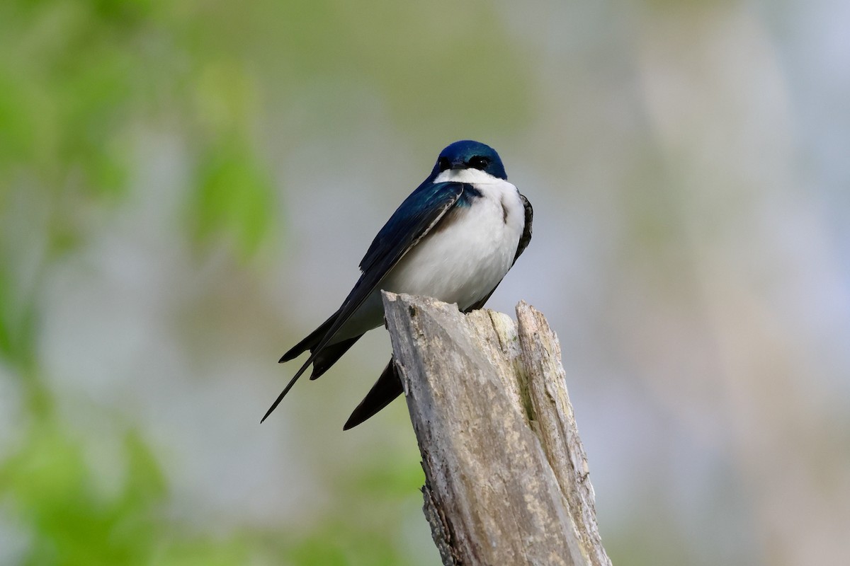 Tree Swallow - Keith Pflieger