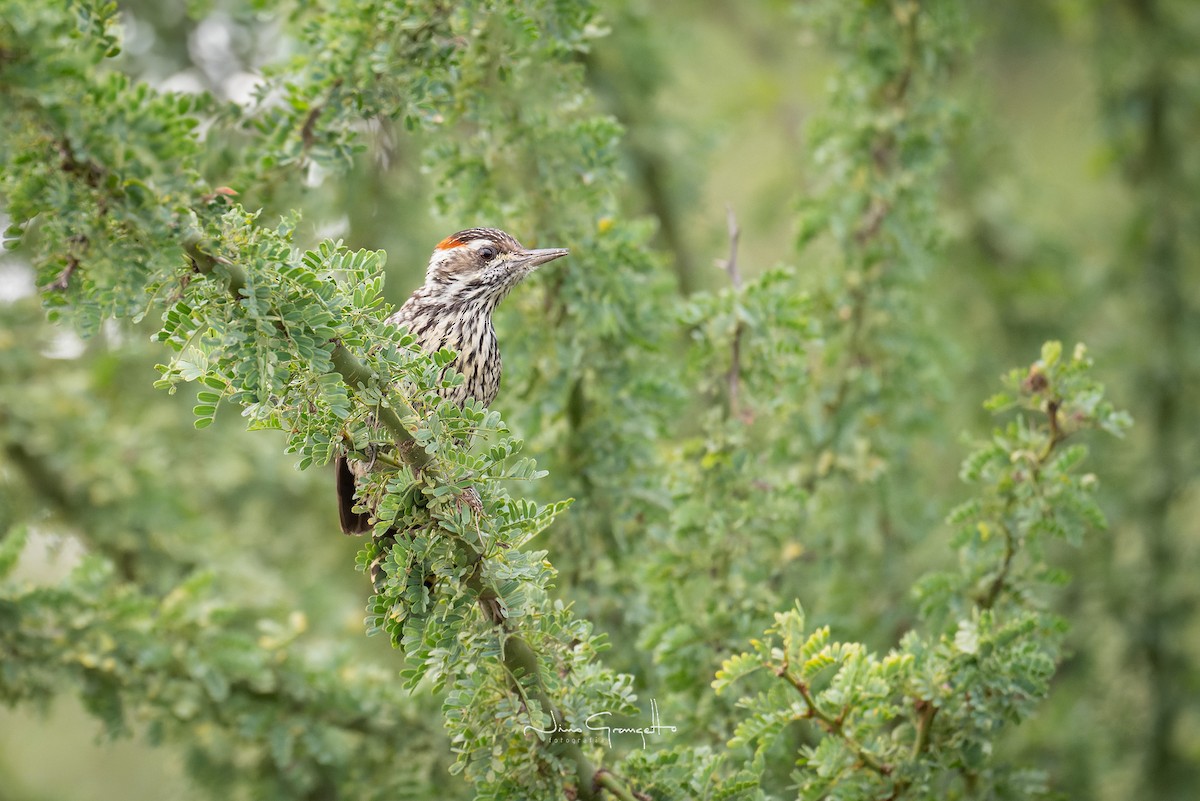 Checkered Woodpecker - ML618897363