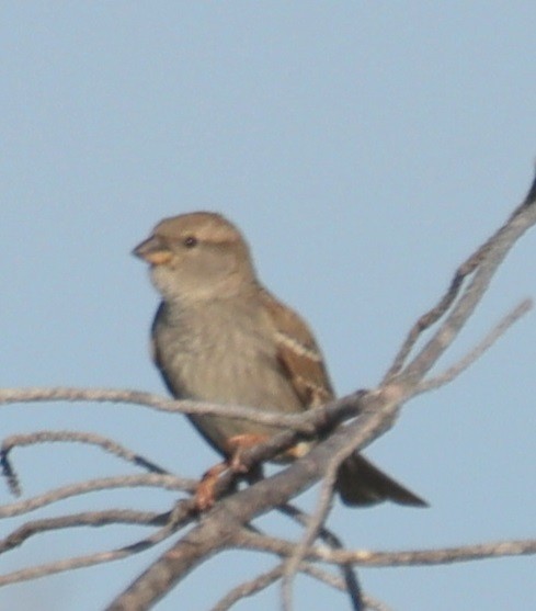Spanish Sparrow - ML618897442
