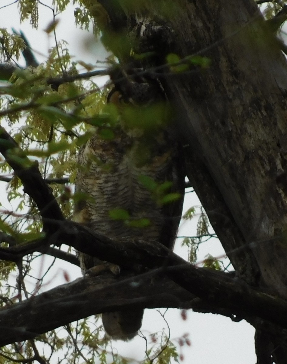 Great Horned Owl - ML618897446