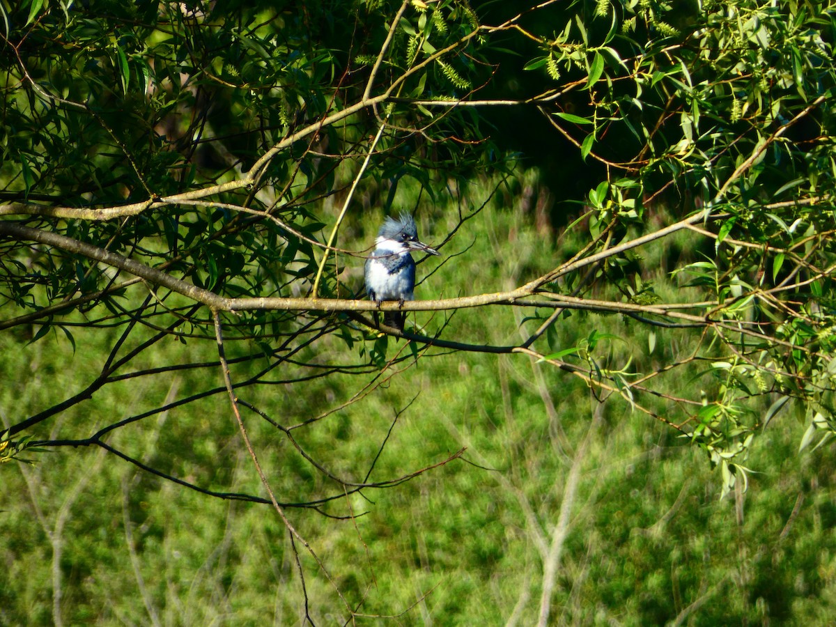 Belted Kingfisher - Aldrin Leung