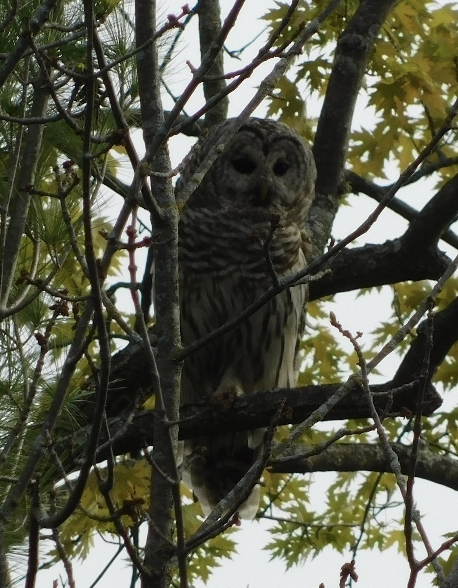 Barred Owl - ML618897494