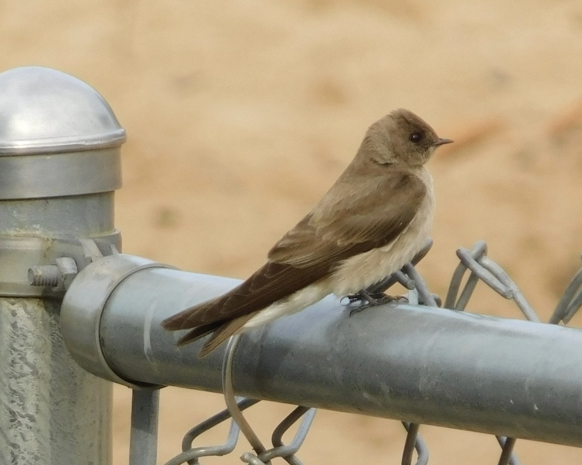 Northern Rough-winged Swallow - ML618897513