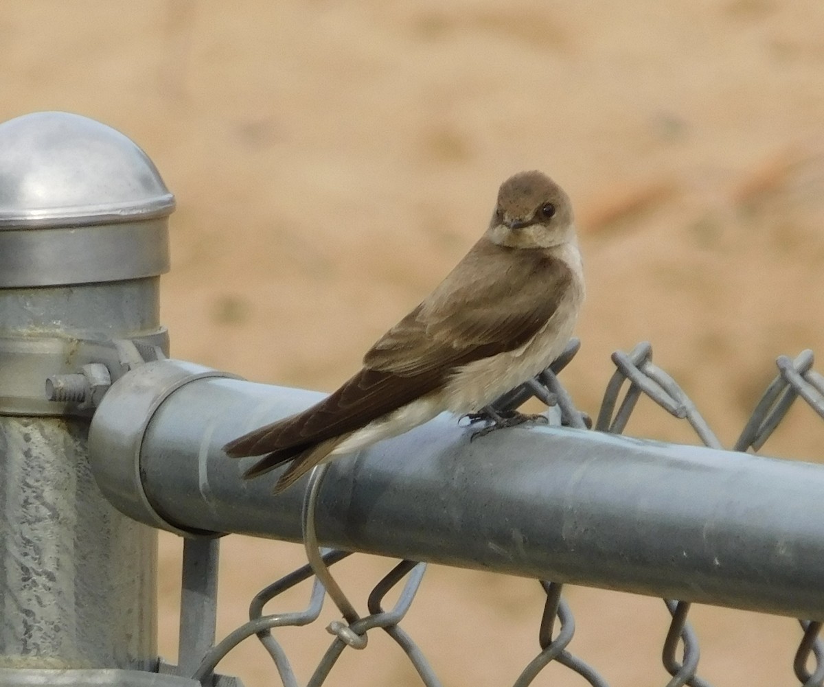 Northern Rough-winged Swallow - ML618897514