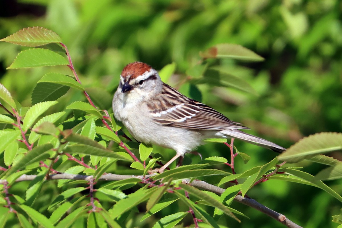 Chipping Sparrow - ML618897526