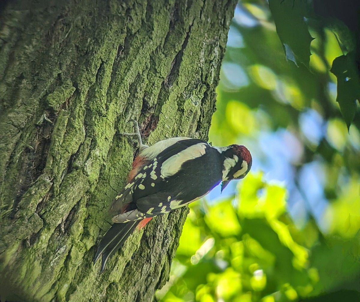 Great Spotted Woodpecker - ML618897528