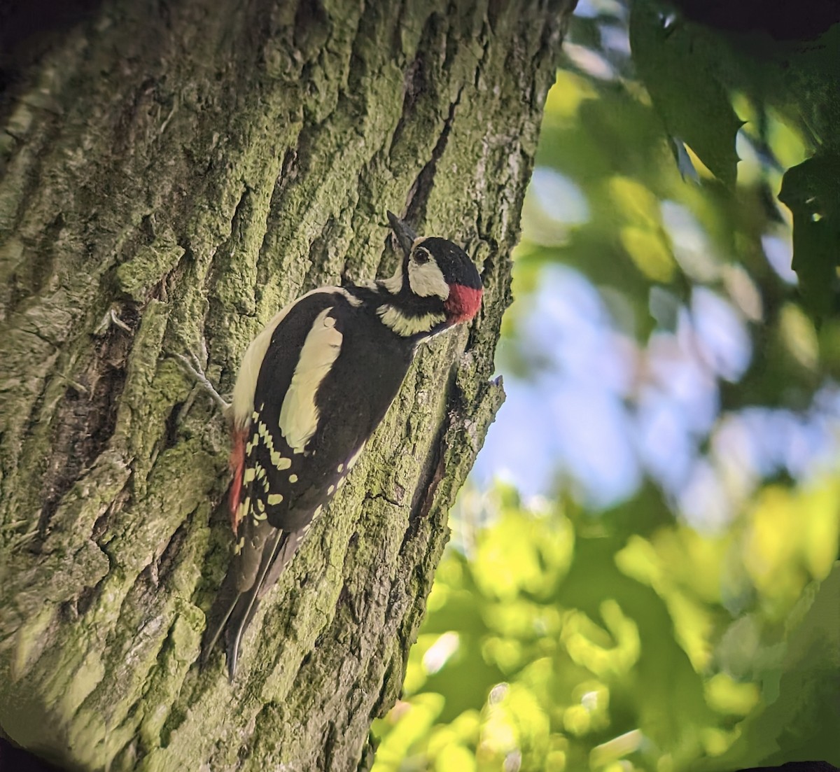 Great Spotted Woodpecker - Marin Ultramarin