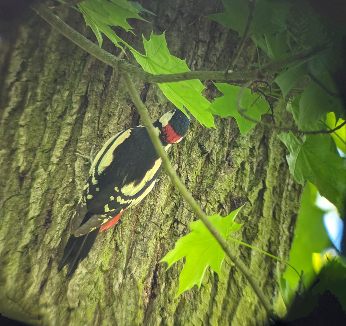 Great Spotted Woodpecker - ML618897530