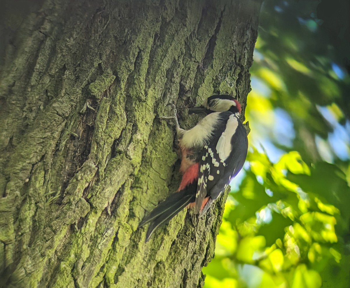 Great Spotted Woodpecker - ML618897531