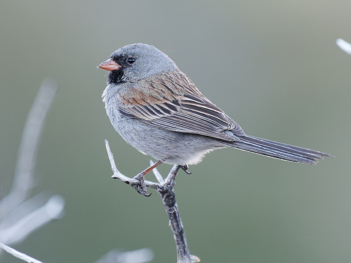Black-chinned Sparrow - ML618897574