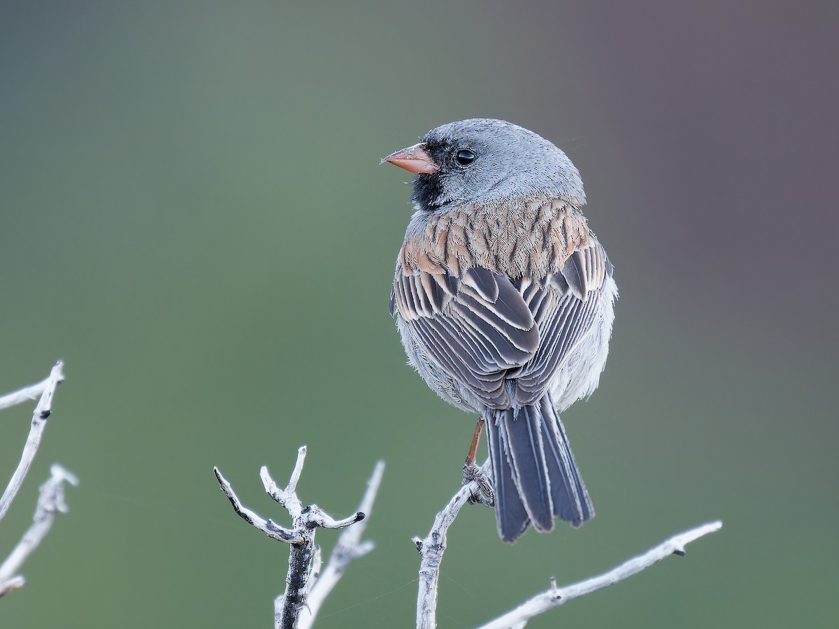 Black-chinned Sparrow - Pierre Deviche
