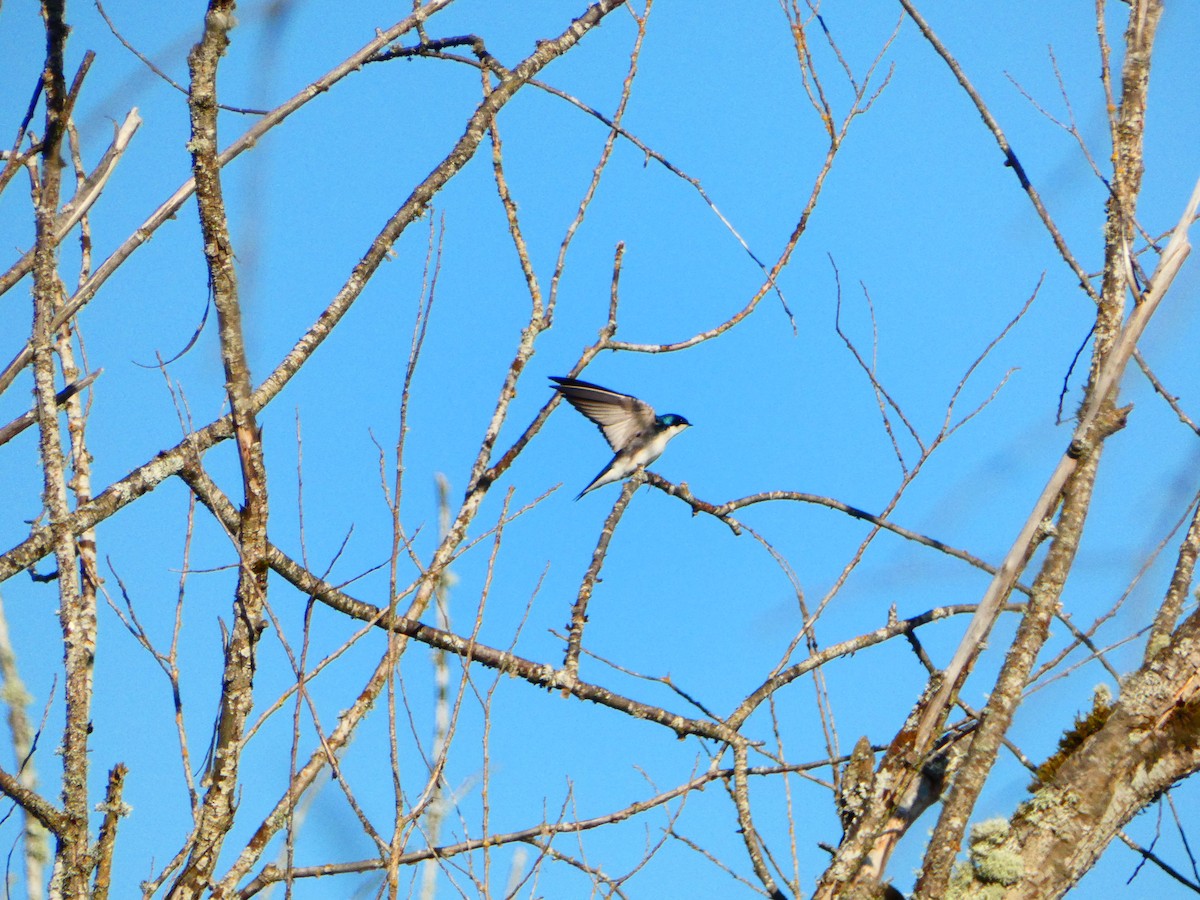 Tree Swallow - ML618897605