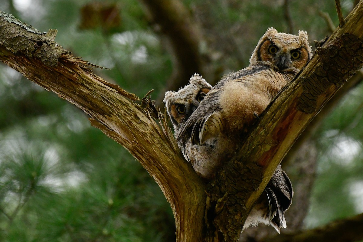 Great Horned Owl - Cristine Van Dyke