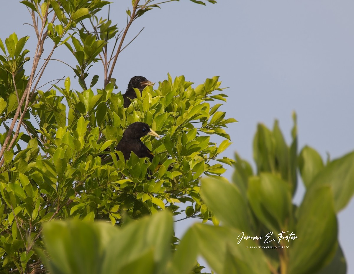 Yellow-rumped Cacique - ML618897654