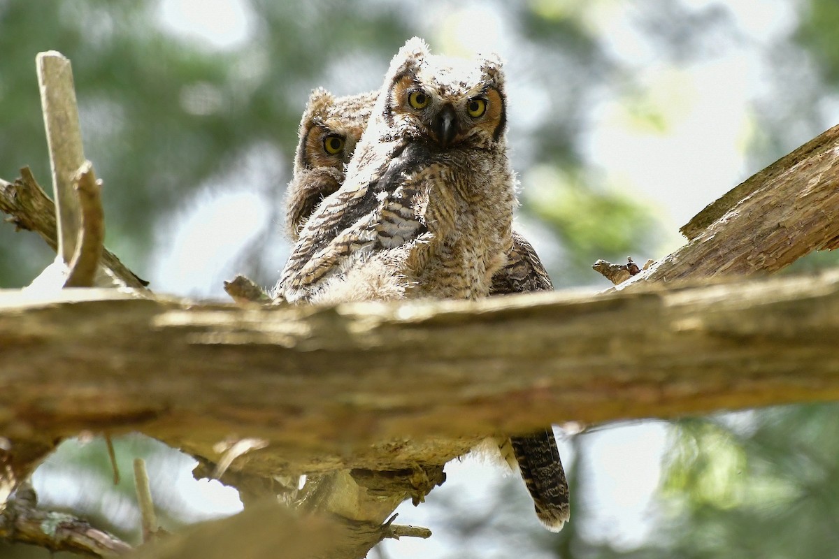 Great Horned Owl - ML618897655