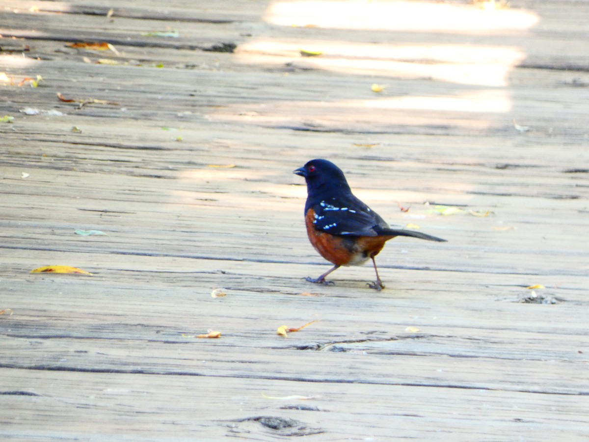 Spotted Towhee - ML618897676