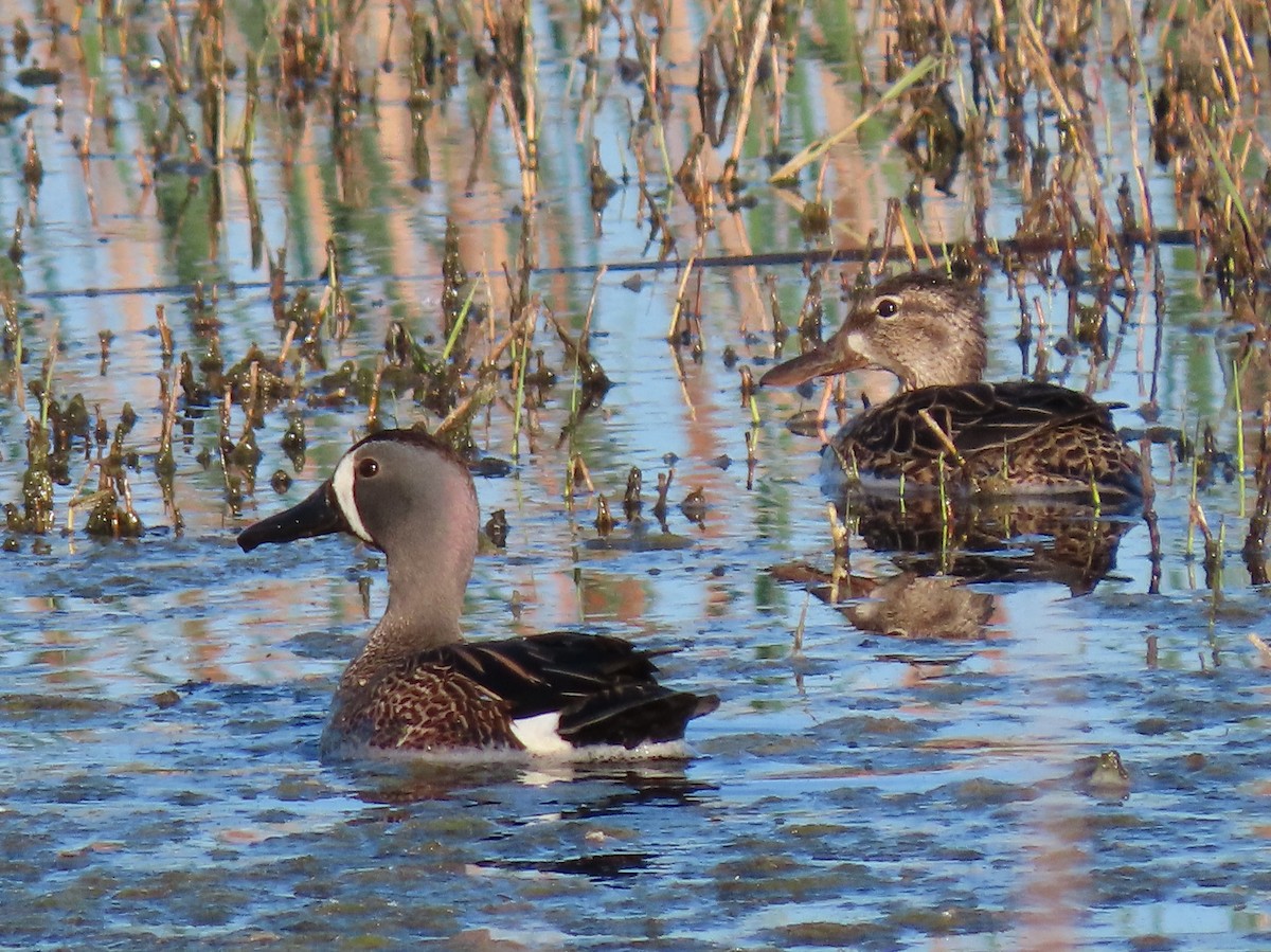 Blue-winged Teal - ML618897679