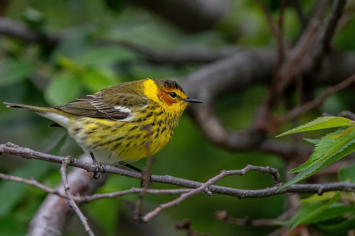 Cape May Warbler - ML618897681