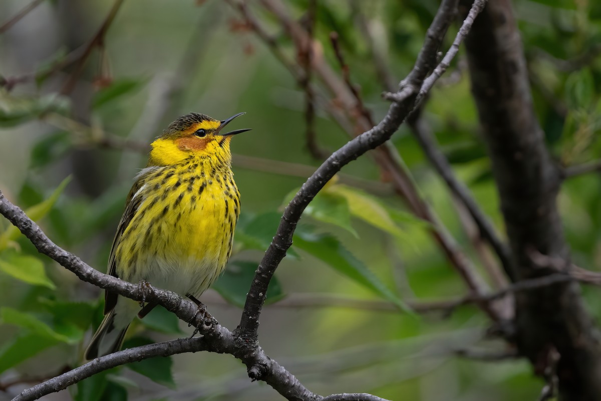 Cape May Warbler - ML618897687