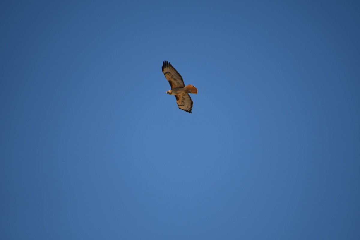 Red-tailed Hawk - ML618897702