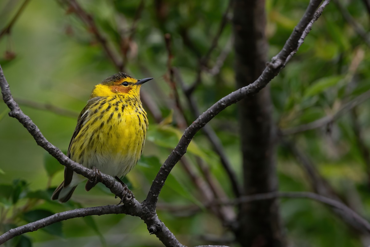 Cape May Warbler - ML618897706