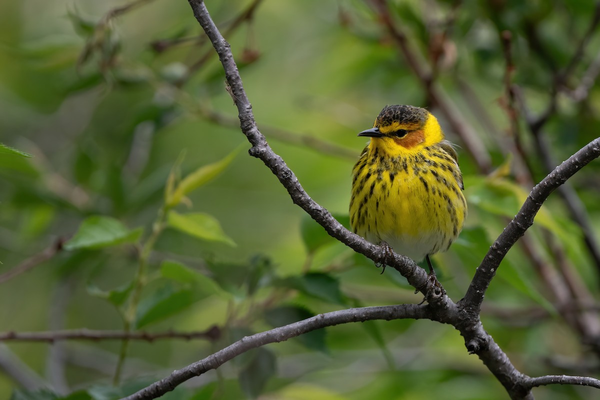 Cape May Warbler - ML618897709