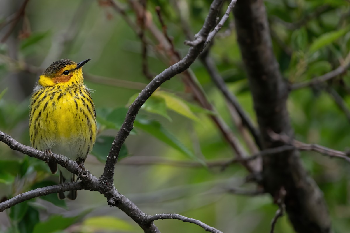 Cape May Warbler - ML618897714
