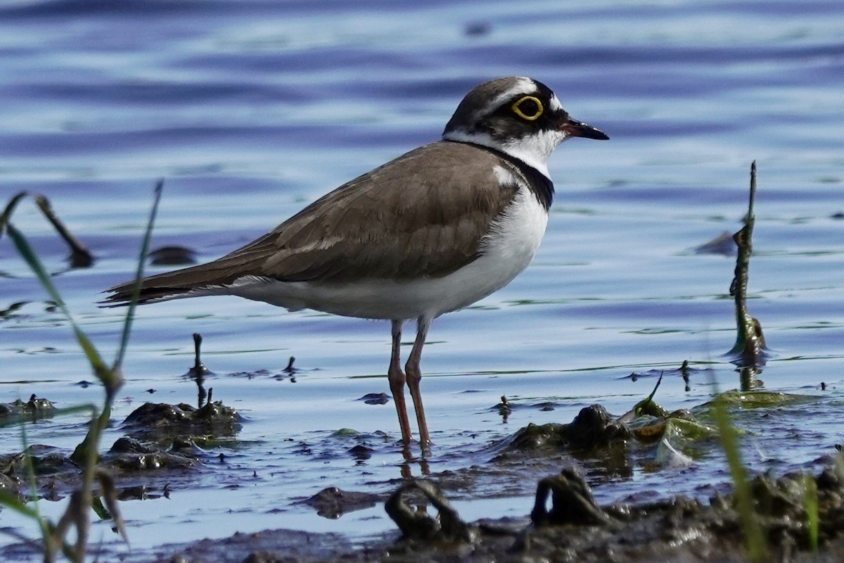 Little Ringed Plover (curonicus) - Donyo Gabriel