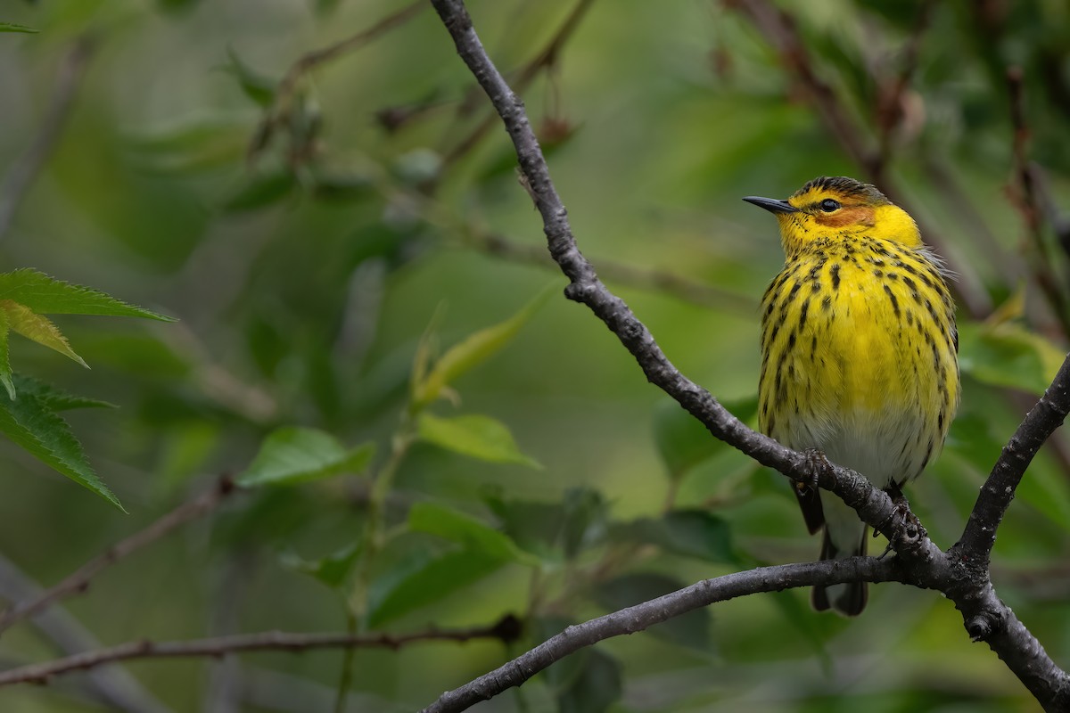 Cape May Warbler - ML618897717