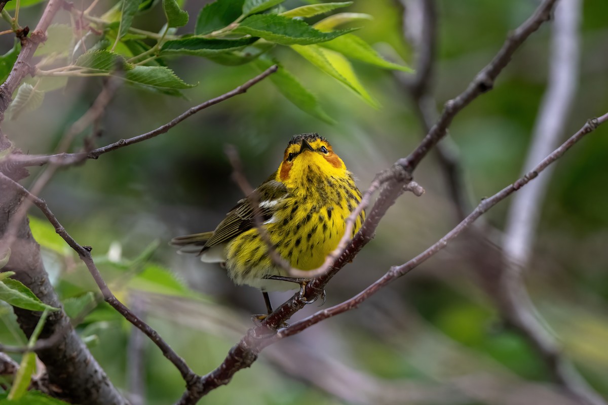Cape May Warbler - ML618897721