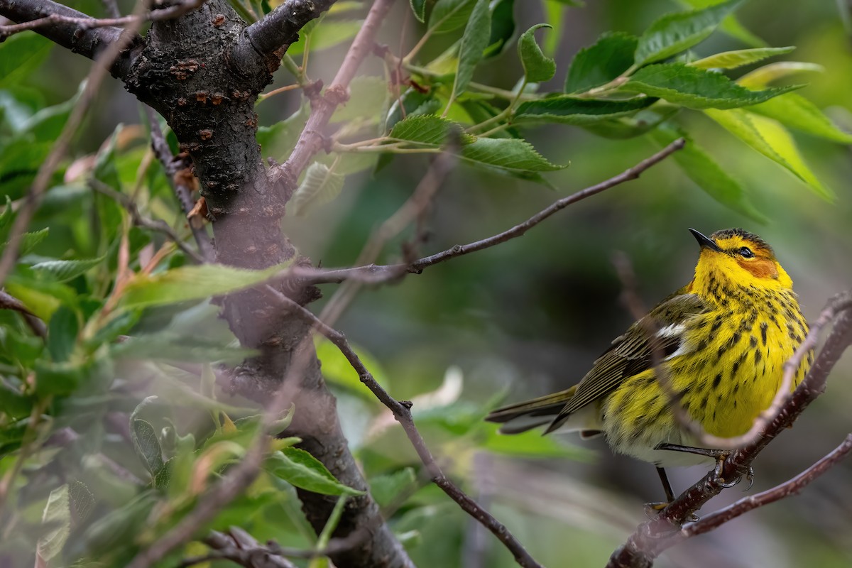 Cape May Warbler - ML618897729