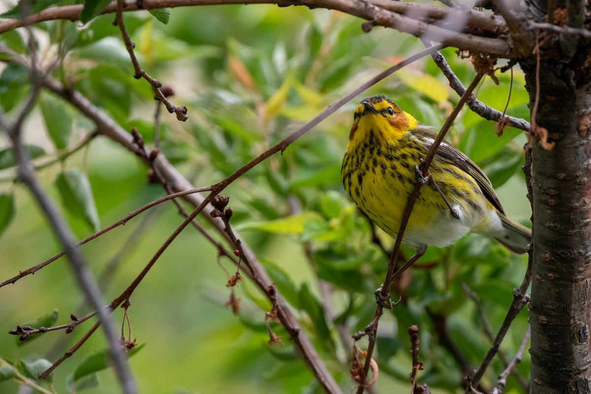 Cape May Warbler - ML618897735