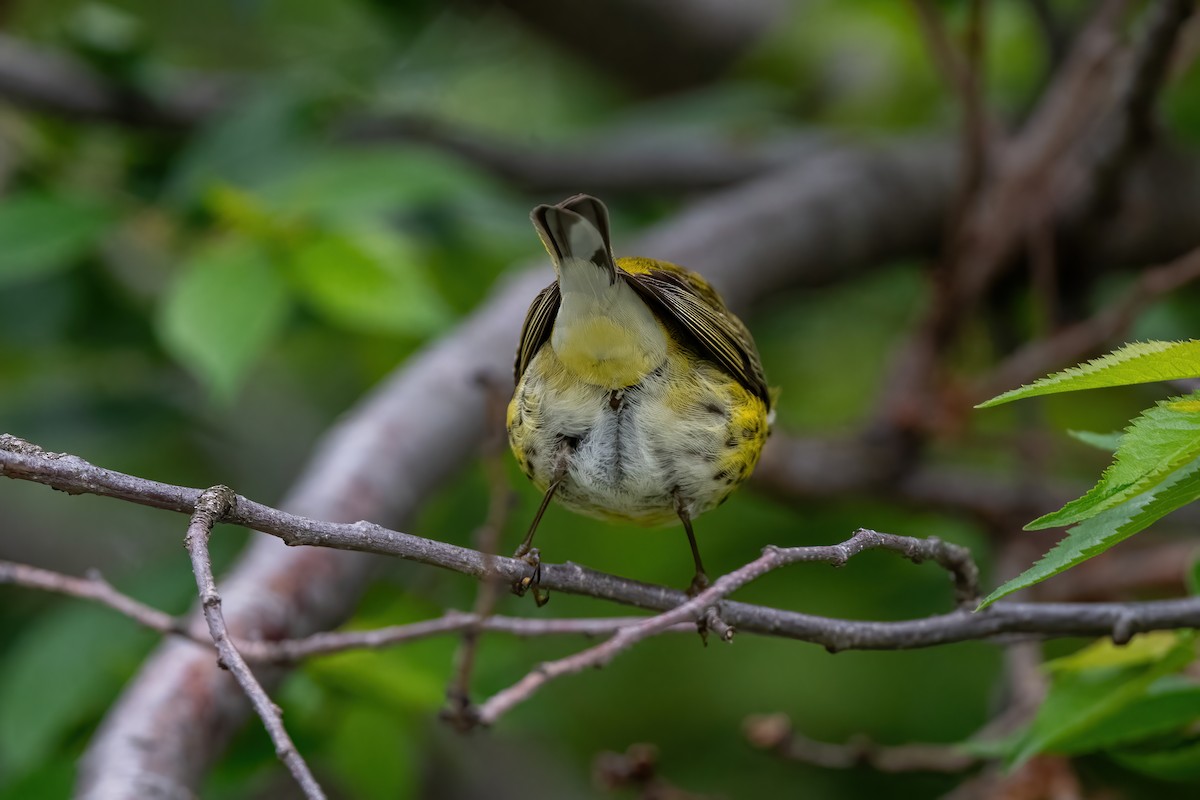 Cape May Warbler - ML618897745