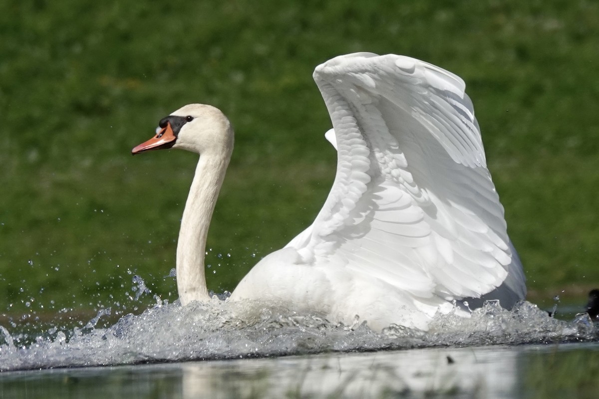 Mute Swan - Donyo Gabriel